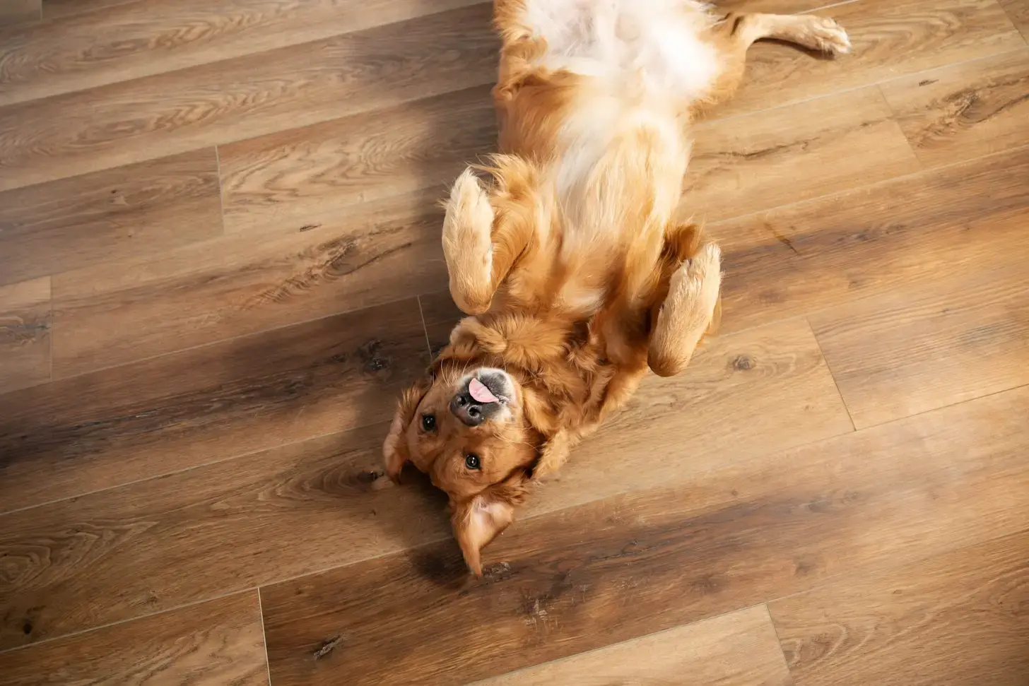 J496321_Kissoon_FLVP_After_39 J496321_Kissoon_FLVP_After_39